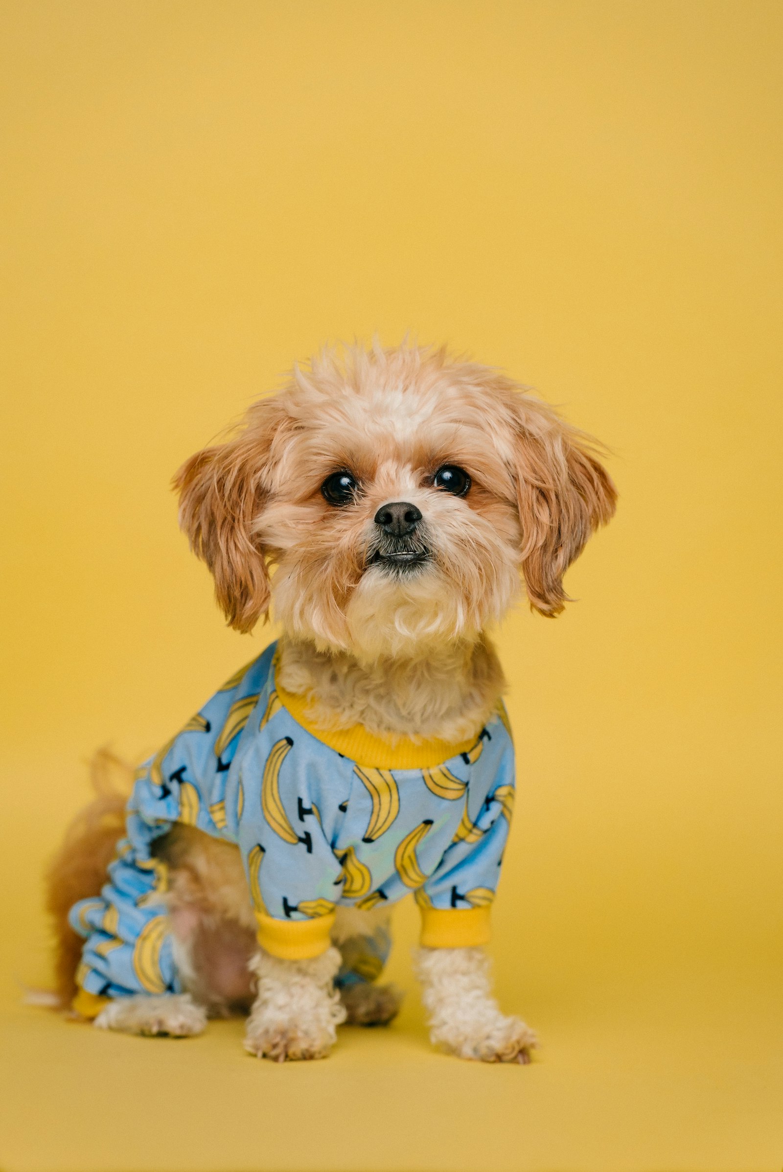 Pet Care